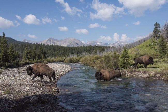 Parks Canada kills a bull bison that wandered away from Banff National Park | iNFOnews.ca