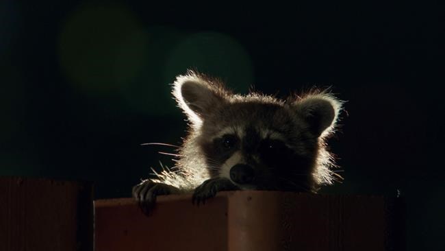 Alberta bears and Toronto raccoons among animals featured in 'Planet Earth II' | iNFOnews.ca Alberta bears and Toronto raccoons among animals featured in 'Planet Earth II' | iNFOnews.ca