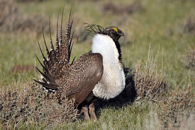 Nature Conservancy finds endangered greater sage grouse on Saskatchewan property | iNFOnews.ca
