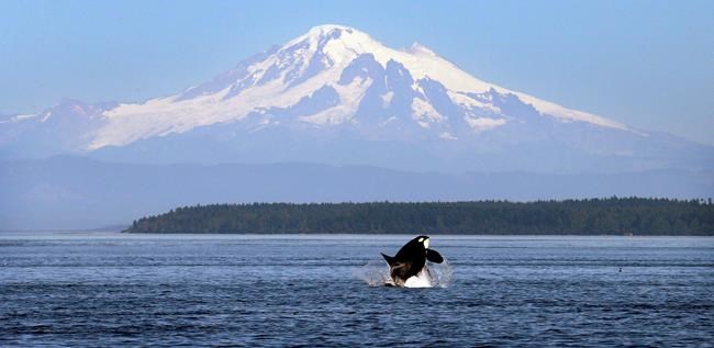 Study finds U.S. regulations to protect killer whales near B.C. coast effective | iNFOnews.ca