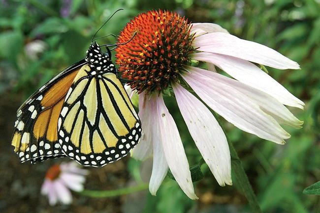 Extreme weather, forest loss behind sharp drop in monarch butterfly spottings | iNFOnews.ca Extreme weather, forest loss behind sharp drop in monarch butterfly spottings | iNFOnews.ca