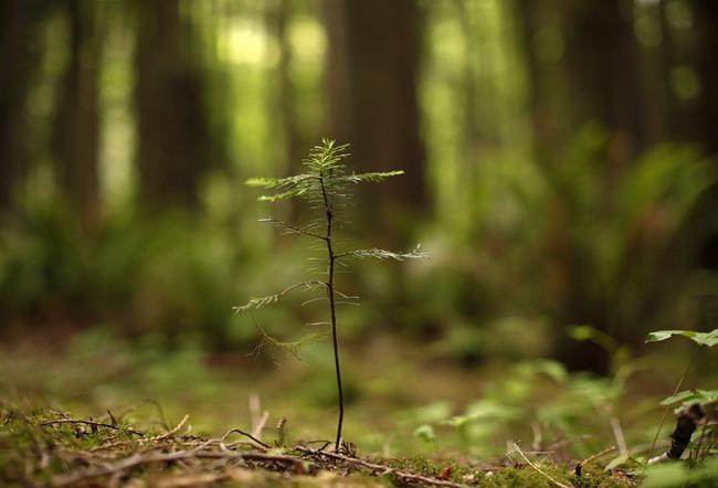 'Everything is interrelated:' Scientists write family tree for tree of life | iNFOnews.ca 'Everything is interrelated:' Scientists write family tree for tree of life | iNFOnews.ca