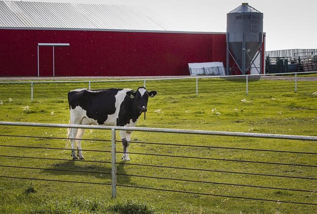 A dairy-for-lumber deal? Think-tank paper proposes Canada-U.S. swap for NAFTA | iNFOnews.ca A dairy-for-lumber deal? Think-tank paper proposes Canada-U.S. swap for NAFTA | iNFOnews.ca