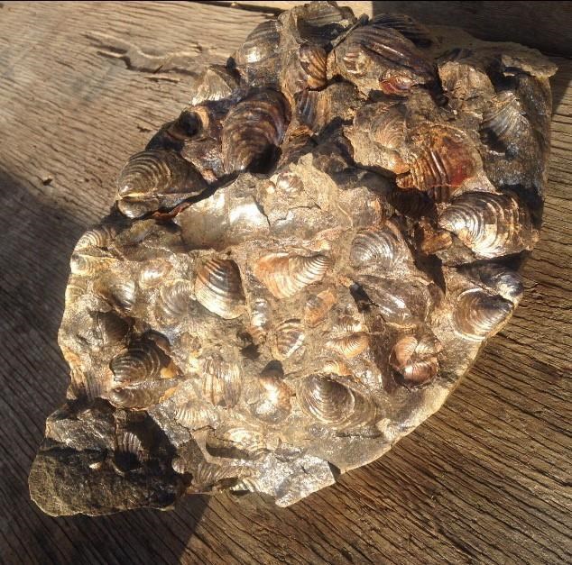 'Man, we found something:' Girl, 6, uncovers fossil find near Lake Diefenbaker | iNFOnews.ca 'Man, we found something:' Girl, 6, uncovers fossil find near Lake Diefenbaker | iNFOnews.ca