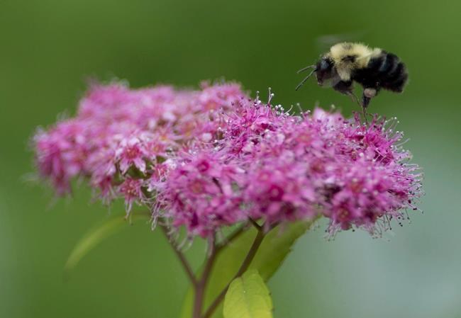 Research shows climate change silencing spots once buzzing with bees | iNFOnews.ca