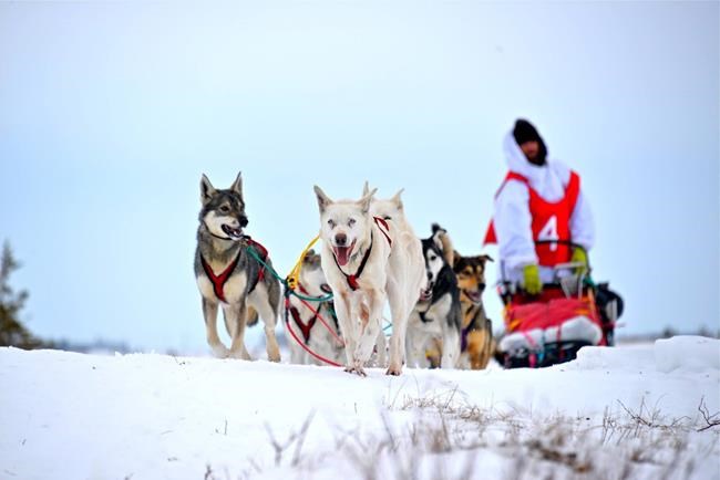 New Brunswick man reaches halfway point of 3,000-kilometre dog sled trek | iNFOnews.ca New Brunswick man reaches halfway point of 3,000-kilometre dog sled trek | iNFOnews.ca