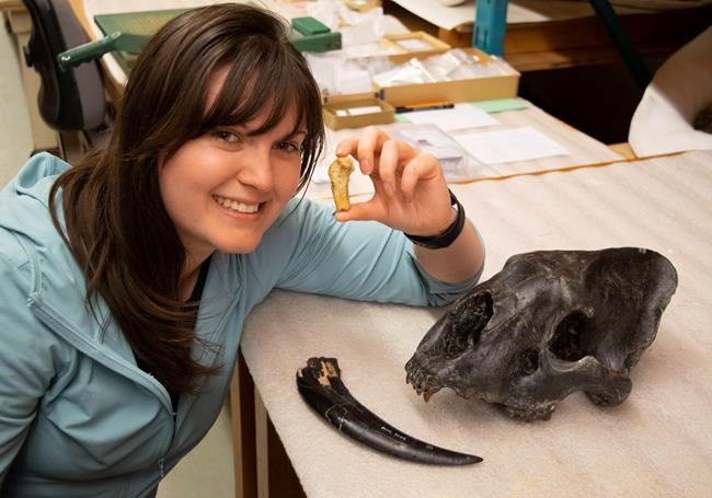 Scientist finds fossil evidence of sabre-toothed cat in southern Alberta | iNFOnews.ca Scientist finds fossil evidence of sabre-toothed cat in southern Alberta | iNFOnews.ca