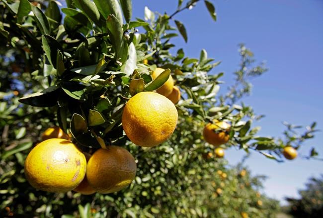 Costly citrus: Florida's 'decimated' crops could send prices climbing | iNFOnews.ca