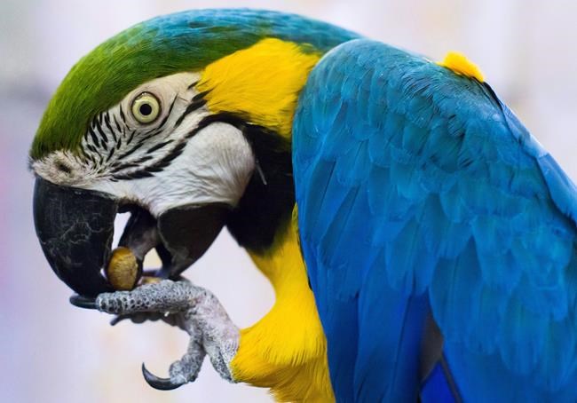 Rescued parrots up for adoption land sanctuary in Delta, B.C., via Craigslist | iNFOnews.ca