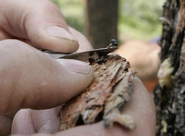 B.C. wildfires burned large areas affected by mountain pine beetles: Experts | iNFOnews.ca