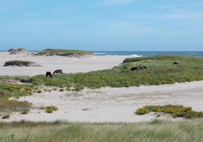 Federal government abandons Sable Island wind project 15 years after its launch | iNFOnews.ca