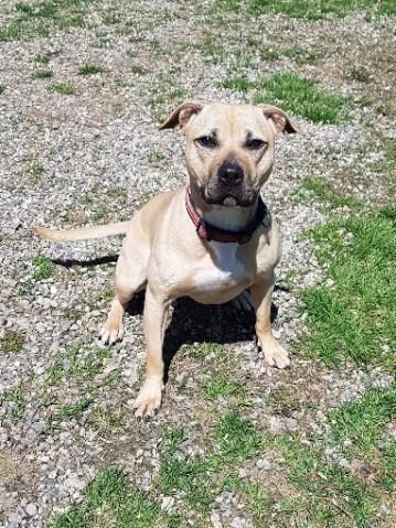 Deal reached to save 18 alleged Ontario fighting dogs from death row | iNFOnews.ca Deal reached to save 18 alleged Ontario fighting dogs from death row | iNFOnews.ca