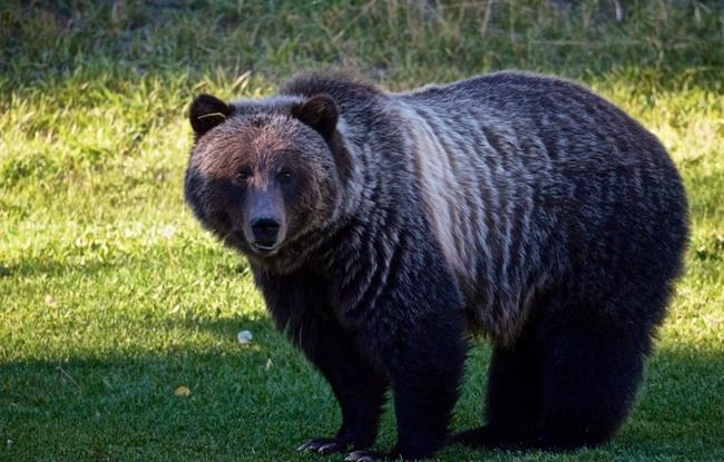 Banff's Bear 148 tries beary hard to live and let live, but future uncertain | iNFOnews.ca Banff's Bear 148 tries beary hard to live and let live, but future uncertain | iNFOnews.ca