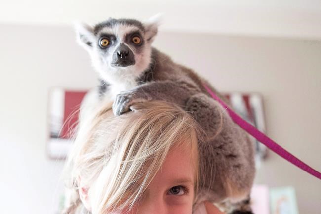 Toronto launches public consultation to address exotic animal and mobile zoo problem | iNFOnews.ca