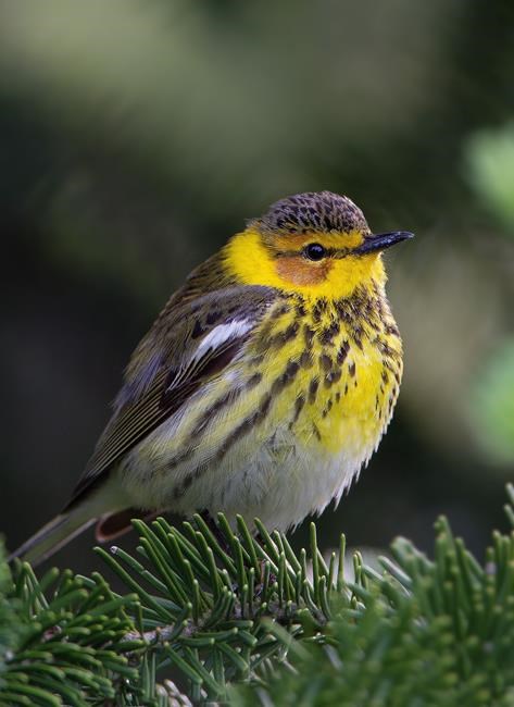 Refuge areas crucial to saving bird species as climate changes: study | iNFOnews.ca Refuge areas crucial to saving bird species as climate changes: study | iNFOnews.ca