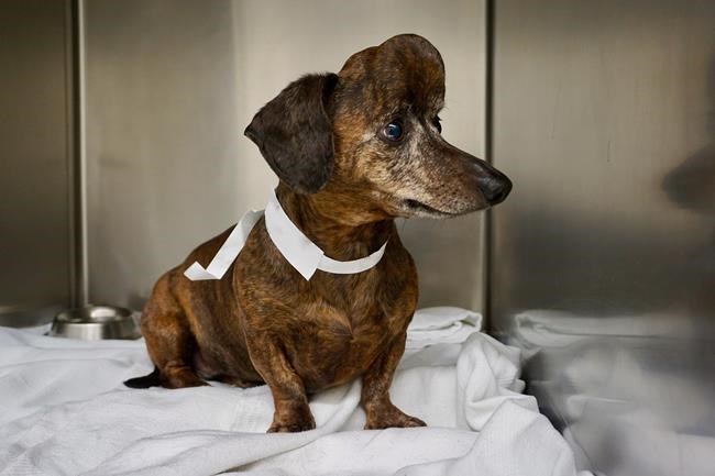 Ontario researchers use 3D-printing tech to replace part of dog's skull | iNFOnews.ca