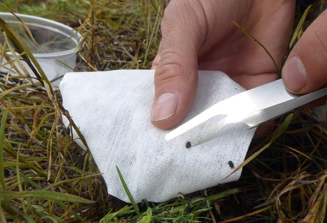 Serbian weevils being used to control weeds in Banff National Park | iNFOnews.ca