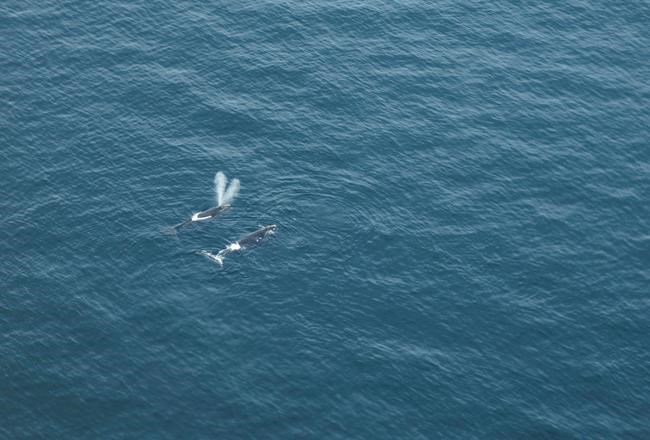 Ottawa overreacting by shutting Fundy fishery after single whale spotted: group | iNFOnews.ca