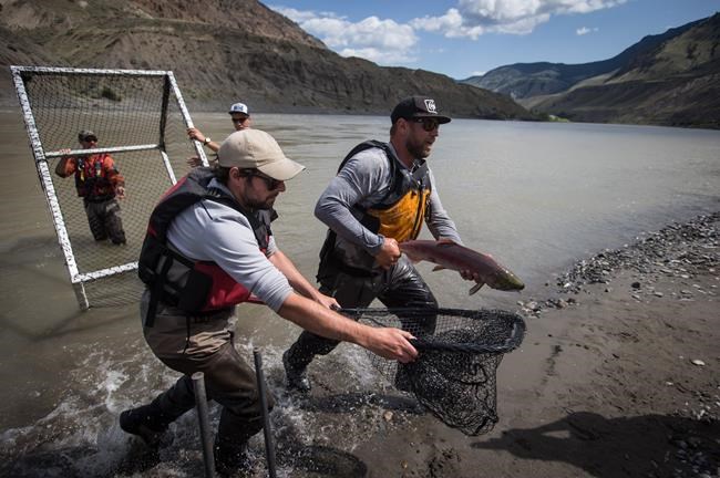 Low water flows at crux of next phase in Fraser River salmon rescue mission: DFO | iNFOnews.ca