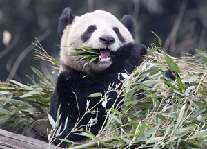 Toronto Zoo watches for signs of panda pregnancy after insemination | iNFOnews.ca CP28728725
