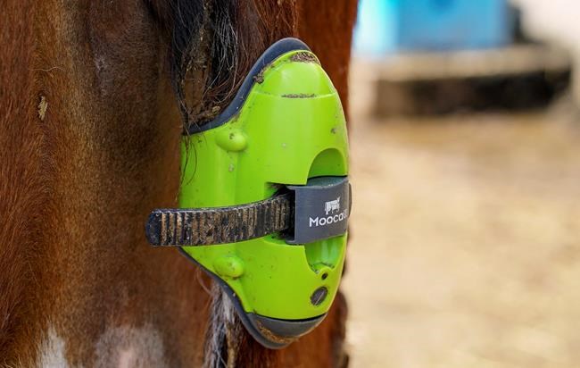 Bovines online: Farmers are using AI to help monitor cows | iNFOnews.ca