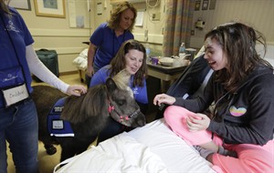 Mythical-looking mini horses trot into hospital to bring animal-assisted therapy to sick kids | iNFOnews.ca CP30972898
