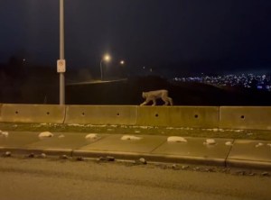 A lynx walks along the top of a highway divider at night.