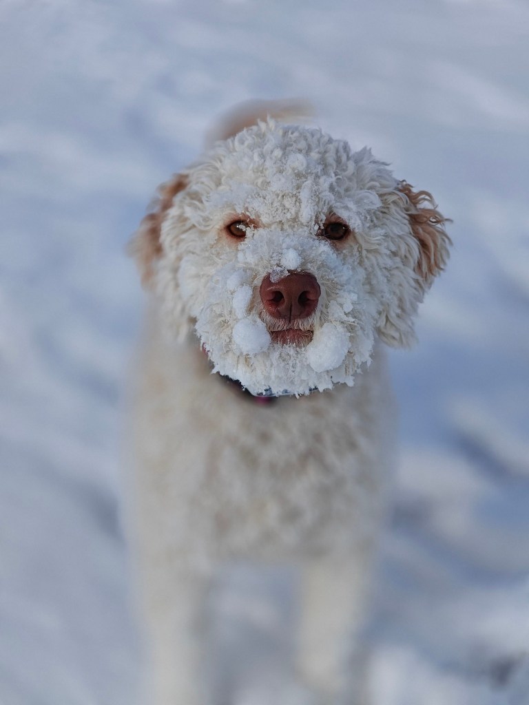 iN PHOTOS: Goof ball dogs brighten up your day in Kamloops, Okanagan | iNFOnews.ca