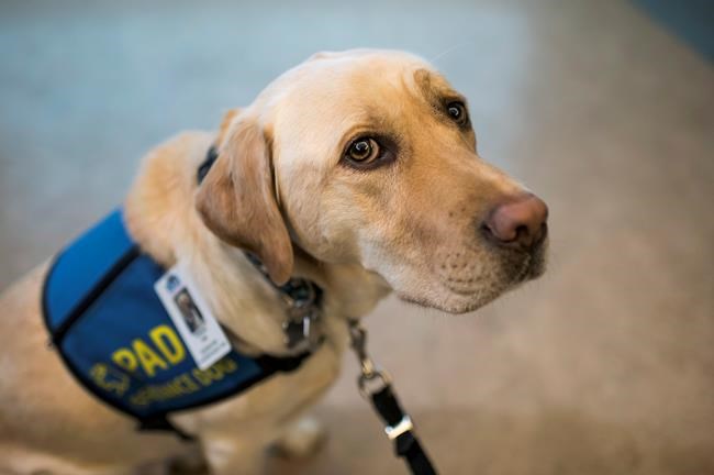 Labrador retriever supports children suspected of suffering from abuse, neglect | iNFOnews.ca Labrador retriever supports children suspected of suffering from abuse, neglect | iNFOnews.ca