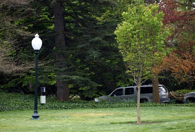 White House mystery: Where is Macron's gifted oak tree? | iNFOnews.ca