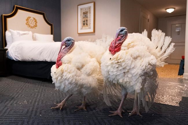 Turkey pardons on the menu at White House ceremony | iNFOnews.ca
