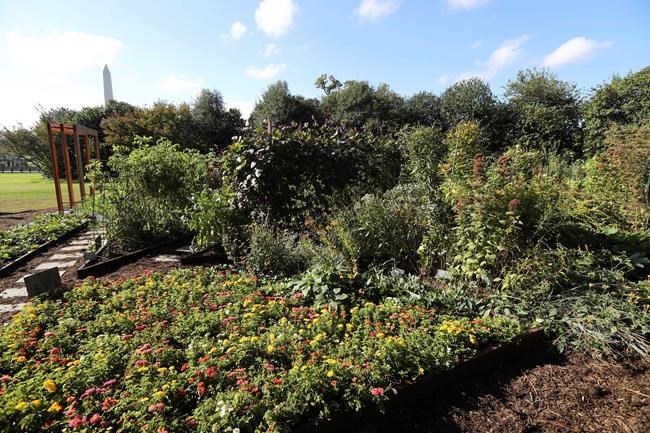 First lady going all-out to preserve White House garden | iNFOnews.ca