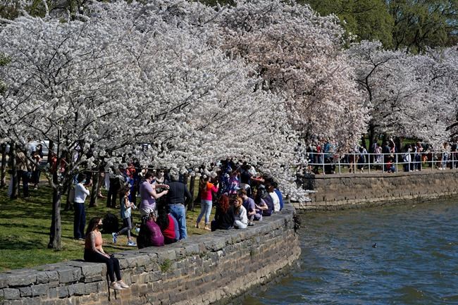 It's cherry blossom season, but DC isn't ready to open up | iNFOnews.ca