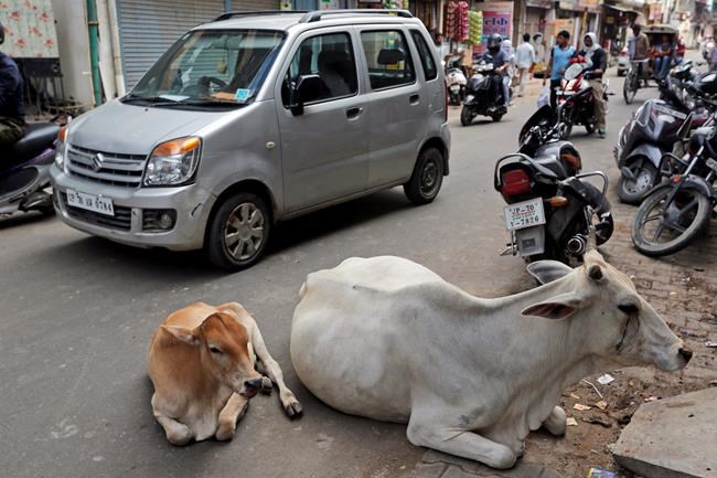 Stray cows to be bar coded in Indian state to counter menace | iNFOnews.ca