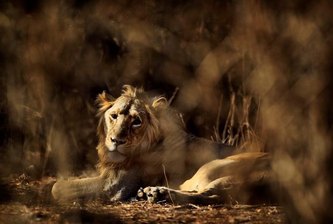 Human-eating lions condemned to life in captivity in India | iNFOnews.ca Human-eating lions condemned to life in captivity in India | iNFOnews.ca