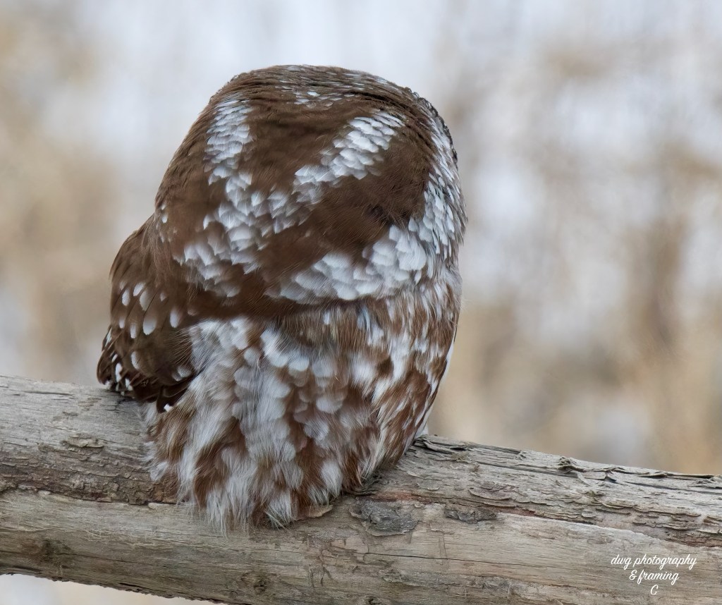 Kamloops wildlife photographer makes rare find | iNFOnews.ca Kamloops wildlife photographer makes rare find | iNFOnews.ca