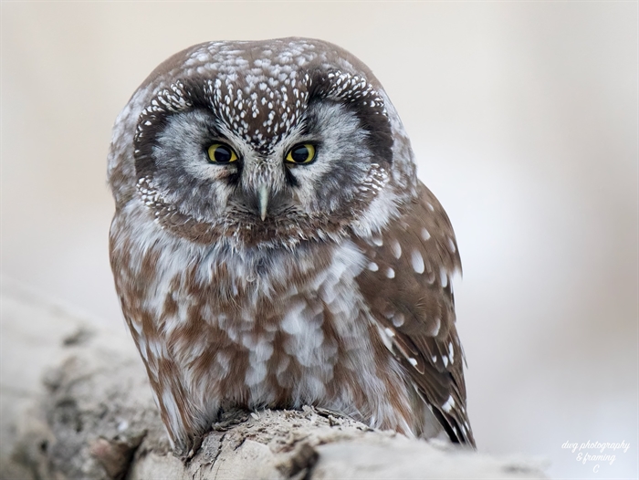 Kamloops wildlife photographer makes rare find | iNFOnews.ca