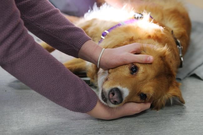 'Staying alive, Staying alive:' Pet owners gain peace of mind with pet first aid | iNFOnews.ca 'Staying alive, Staying alive:' Pet owners gain peace of mind with pet first aid | iNFOnews.ca