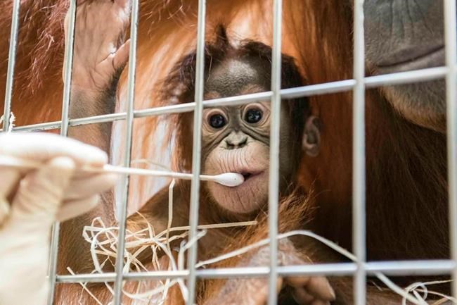 Who's the daddy? Surprise in Swiss orangutan paternity test | iNFOnews.ca