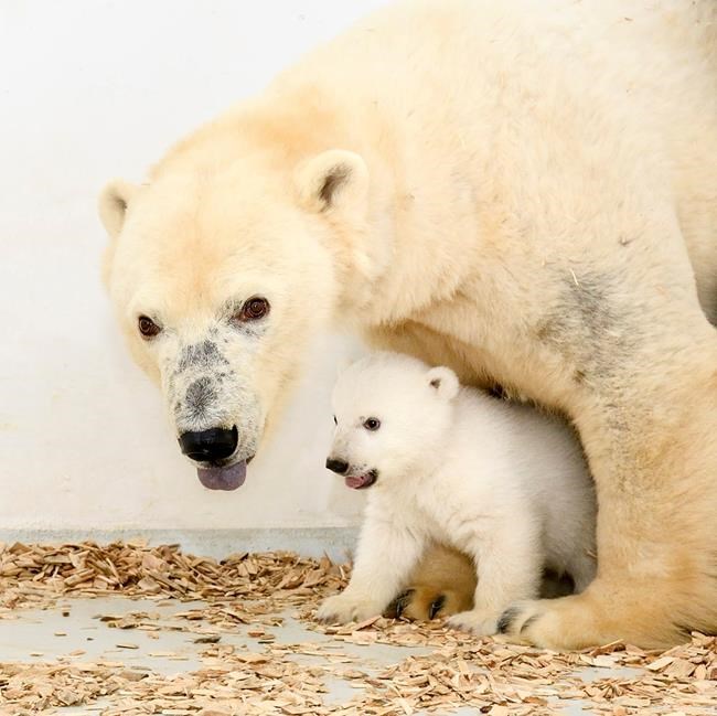 Berlin's polar bear cub growing fast, public debut soon | iNFOnews.ca