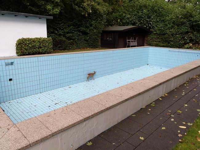 Germany: Hunter helps free deer from swimming pool | iNFOnews.ca