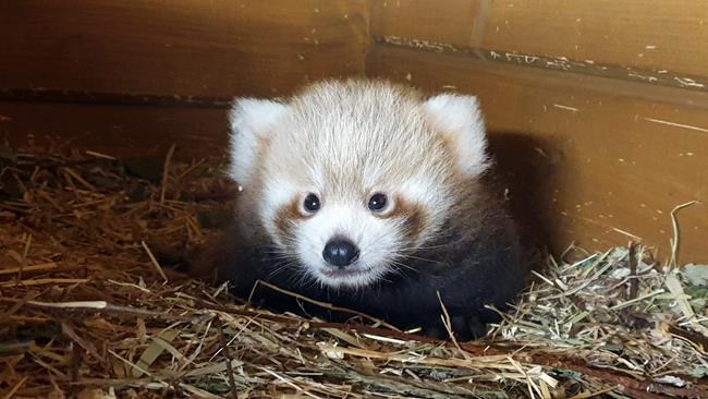 Red panda born in Berlin as part of global breeding program | iNFOnews.ca