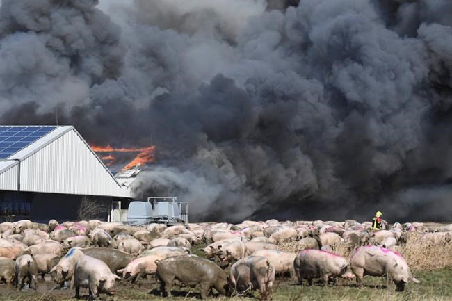 Over 55,000 animals believed dead in fire at German pig farm | iNFOnews.ca
