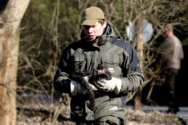 Fugitive monkeys back at Berlin zoo, days after breakout | iNFOnews.ca Fugitive monkeys back at Berlin zoo, days after breakout | iNFOnews.ca