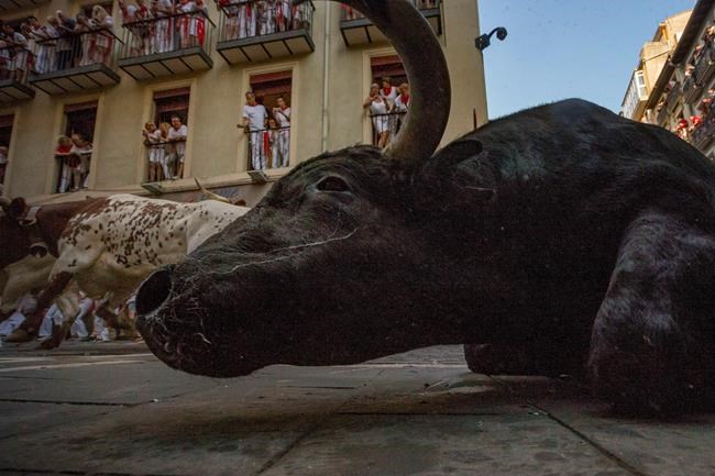 Spain: 7 gored in hair-raising Pamplona bull-run | iNFOnews.ca Spain: 7 gored in hair-raising Pamplona bull-run | iNFOnews.ca