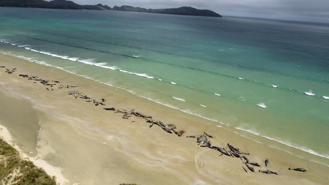 145 pilot whales die in stranding on New Zealand beach | iNFOnews.ca
