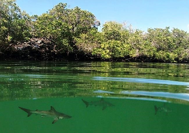 Researchers find hammerhead 'nursery' off Galapagos Island | iNFOnews.ca Researchers find hammerhead 'nursery' off Galapagos Island | iNFOnews.ca