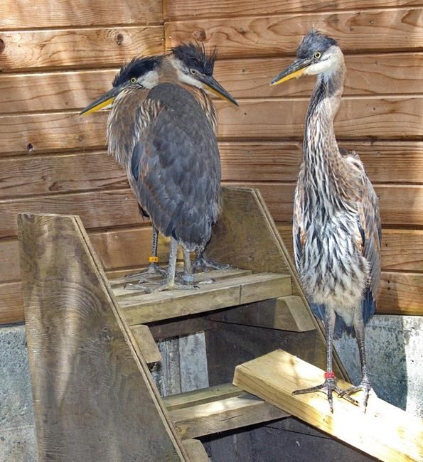 More than a dozen great blue heron fledglings found dead in B.C. | iNFOnews.ca