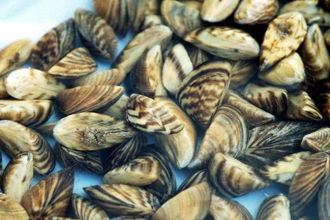 COVID-19 restrictions may aid B.C.'s ongoing battle against invasive mussels | iNFOnews.ca