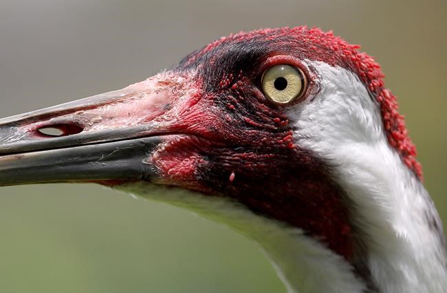 New study is first full list of species that only exist in Canada | iNFOnews.ca New study is first full list of species that only exist in Canada | iNFOnews.ca